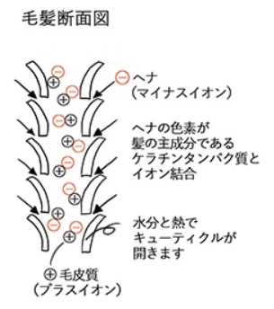 ヘナカラー　髪が染まる仕組み